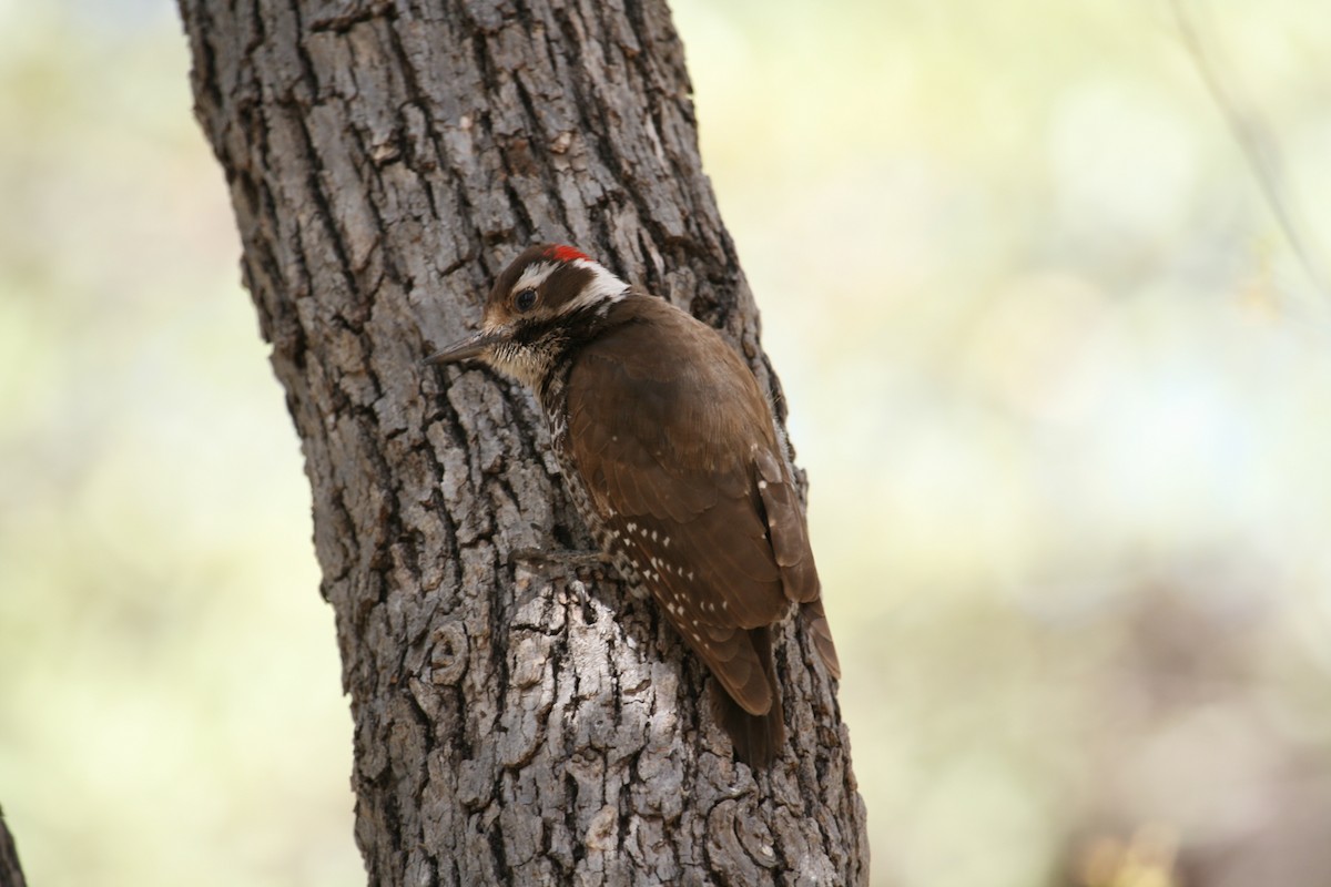 Arizona Woodpecker - Laurens Halsey