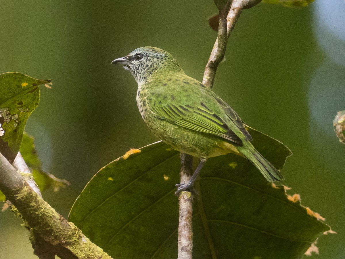 Spotted Tanager - ML359427201