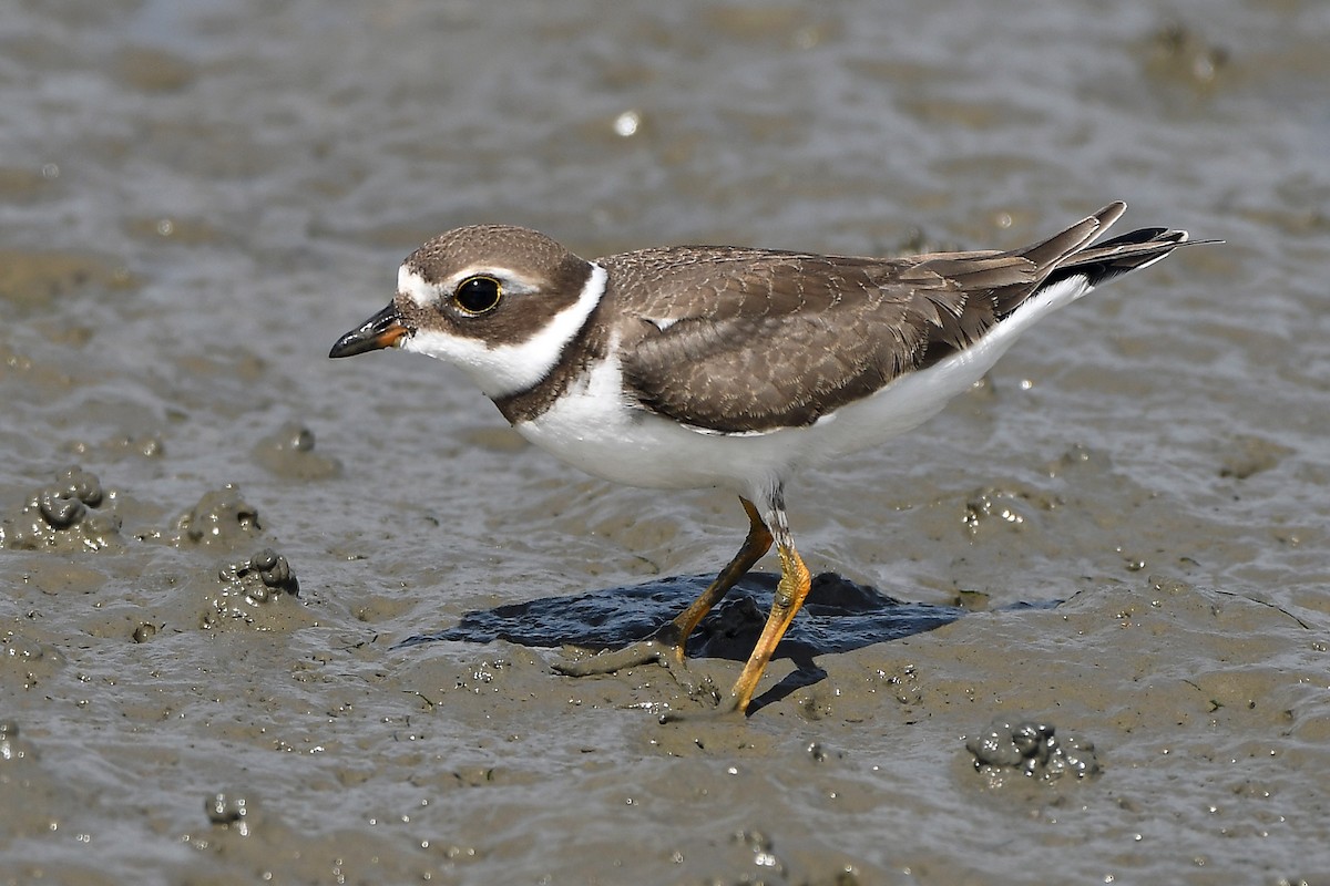 Semipalmated Plover - MJ OnWhidbey