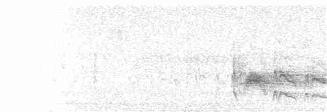 Серогрудый тиранн - ML359440301