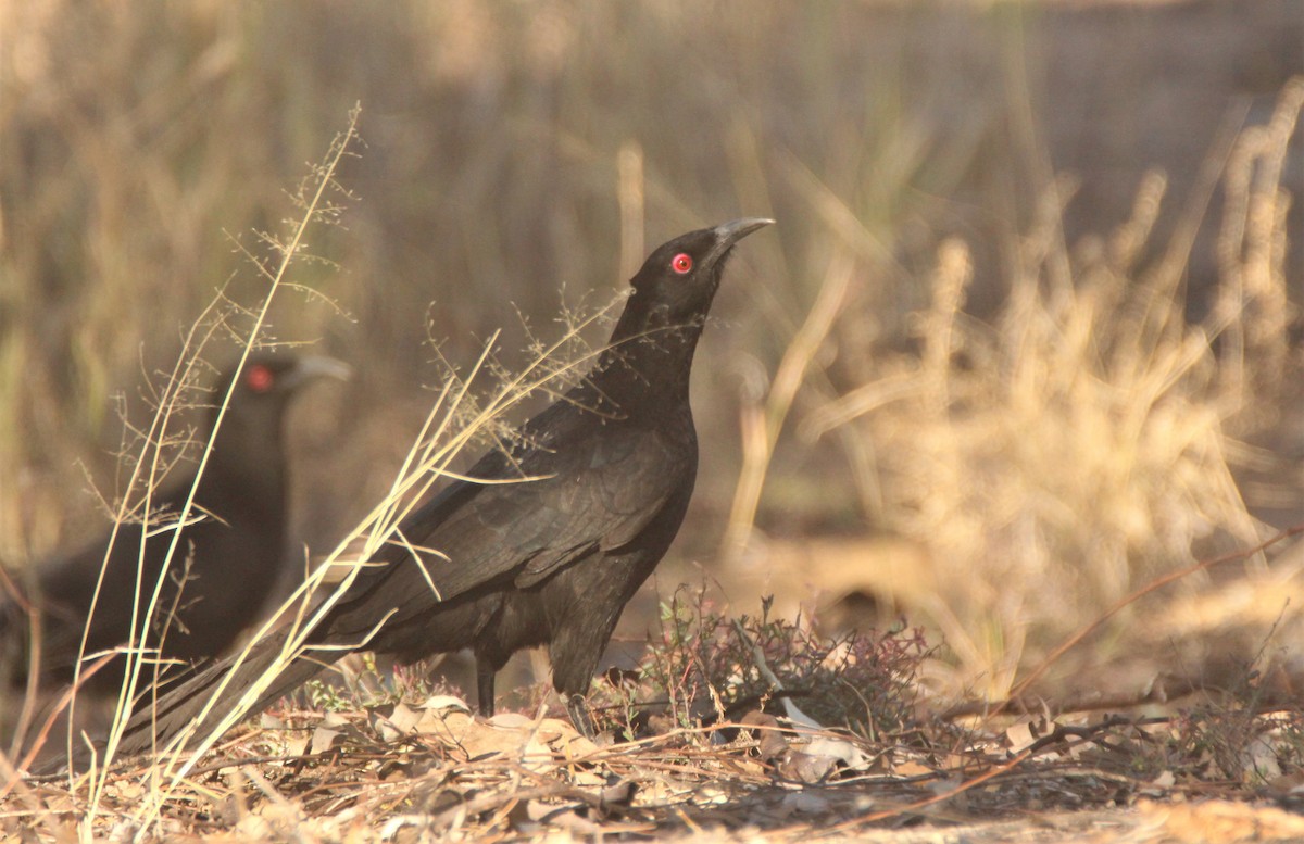 White-winged Chough - Mary Clarke