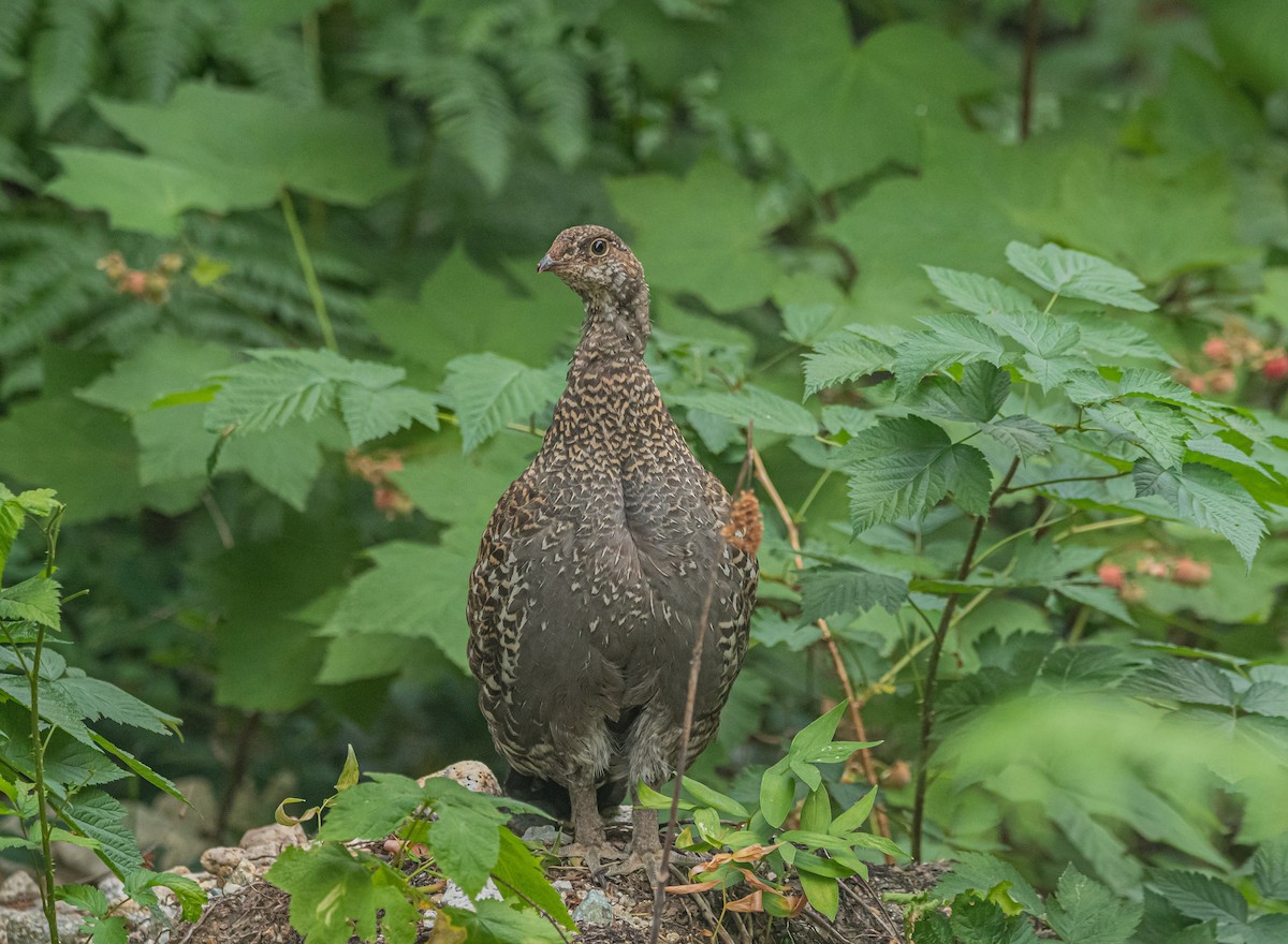 Sooty Grouse - Sunny Zhang