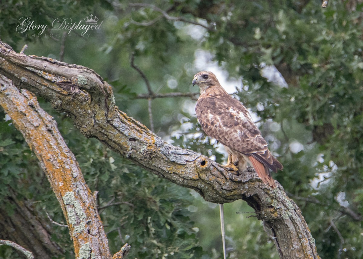 Red-tailed Hawk - ML359447011