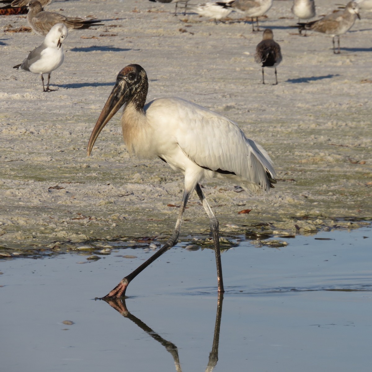 Wood Stork - Kathryn Young