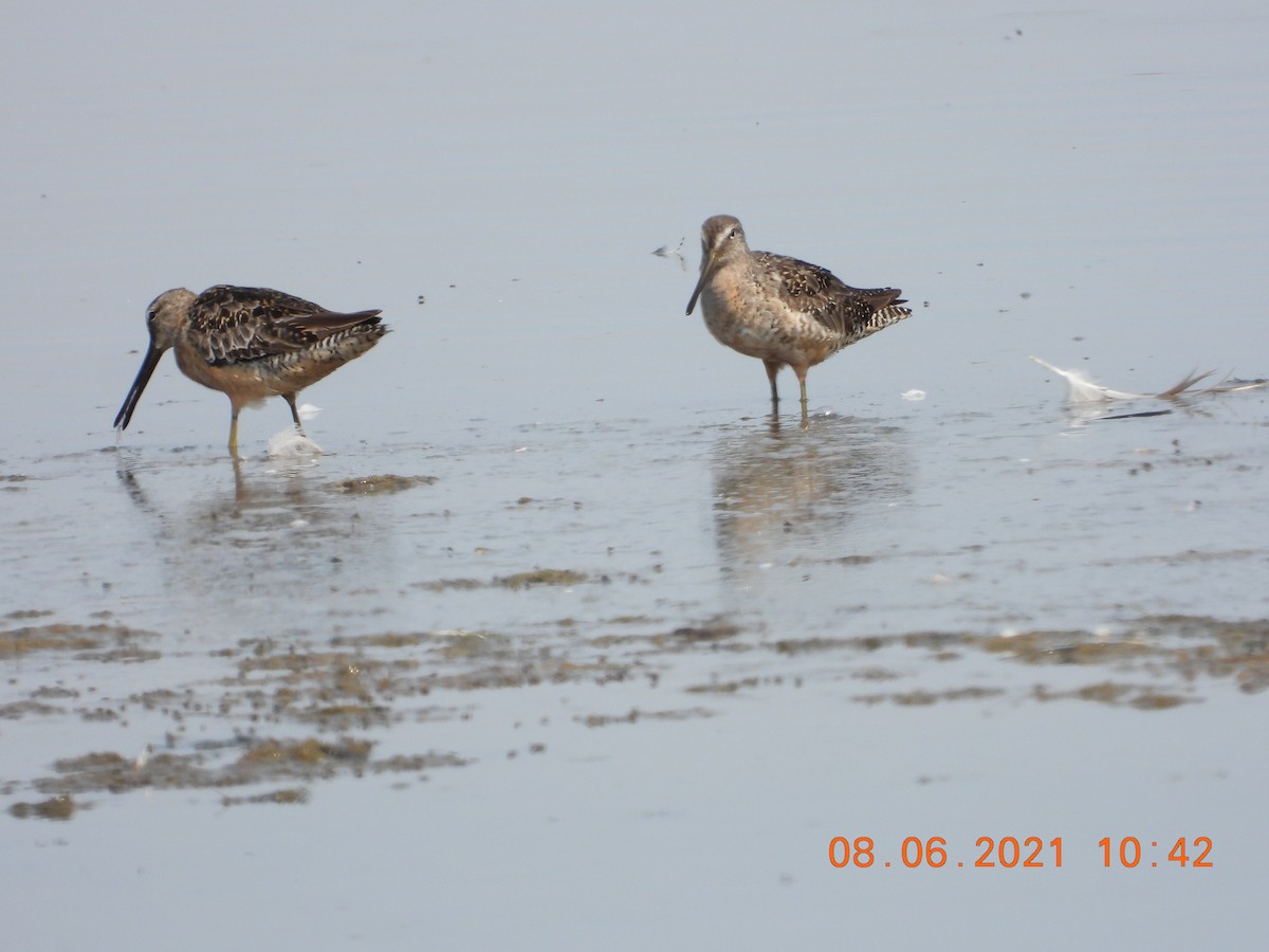 Long-billed Dowitcher - ML359452231