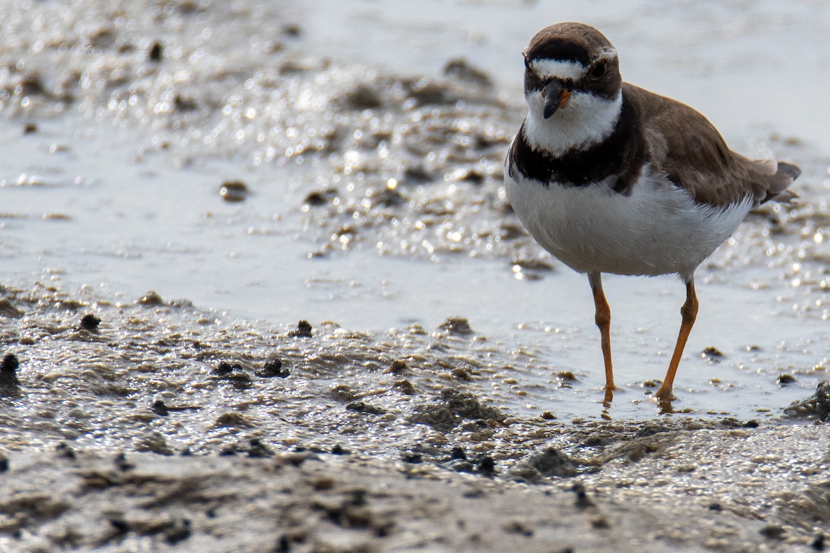 Semipalmated Plover - ML359455551