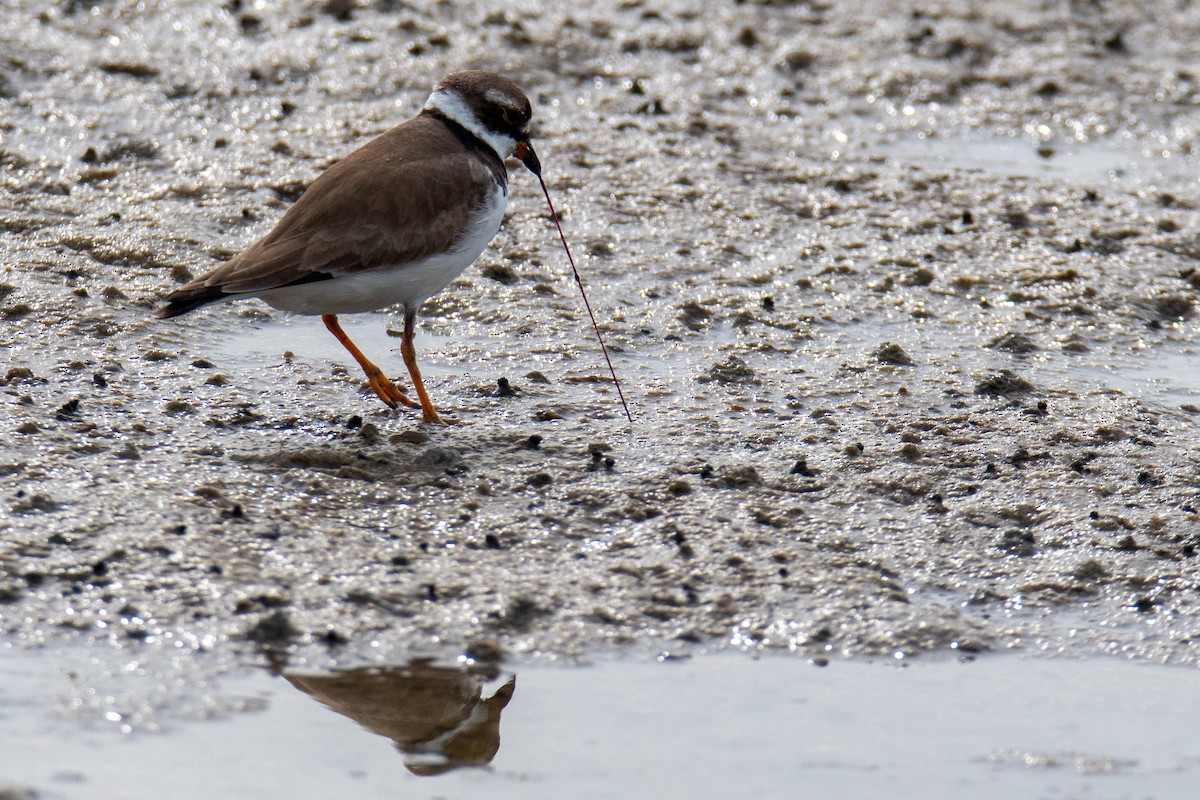 Semipalmated Plover - ML359455611