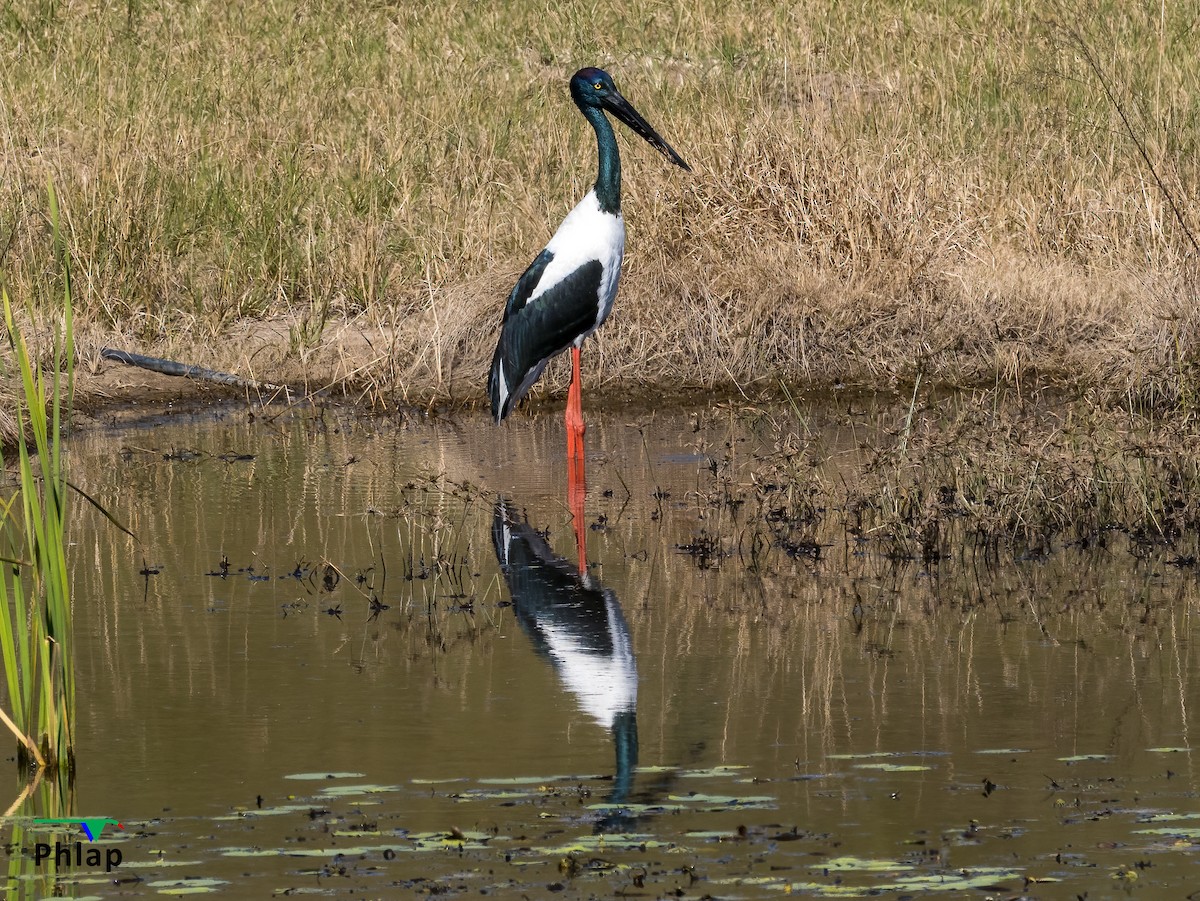 Black-necked Stork - ML359460761