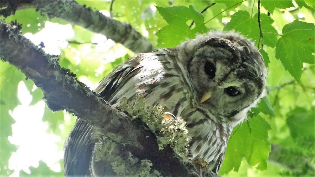 Barred Owl - ML359462861