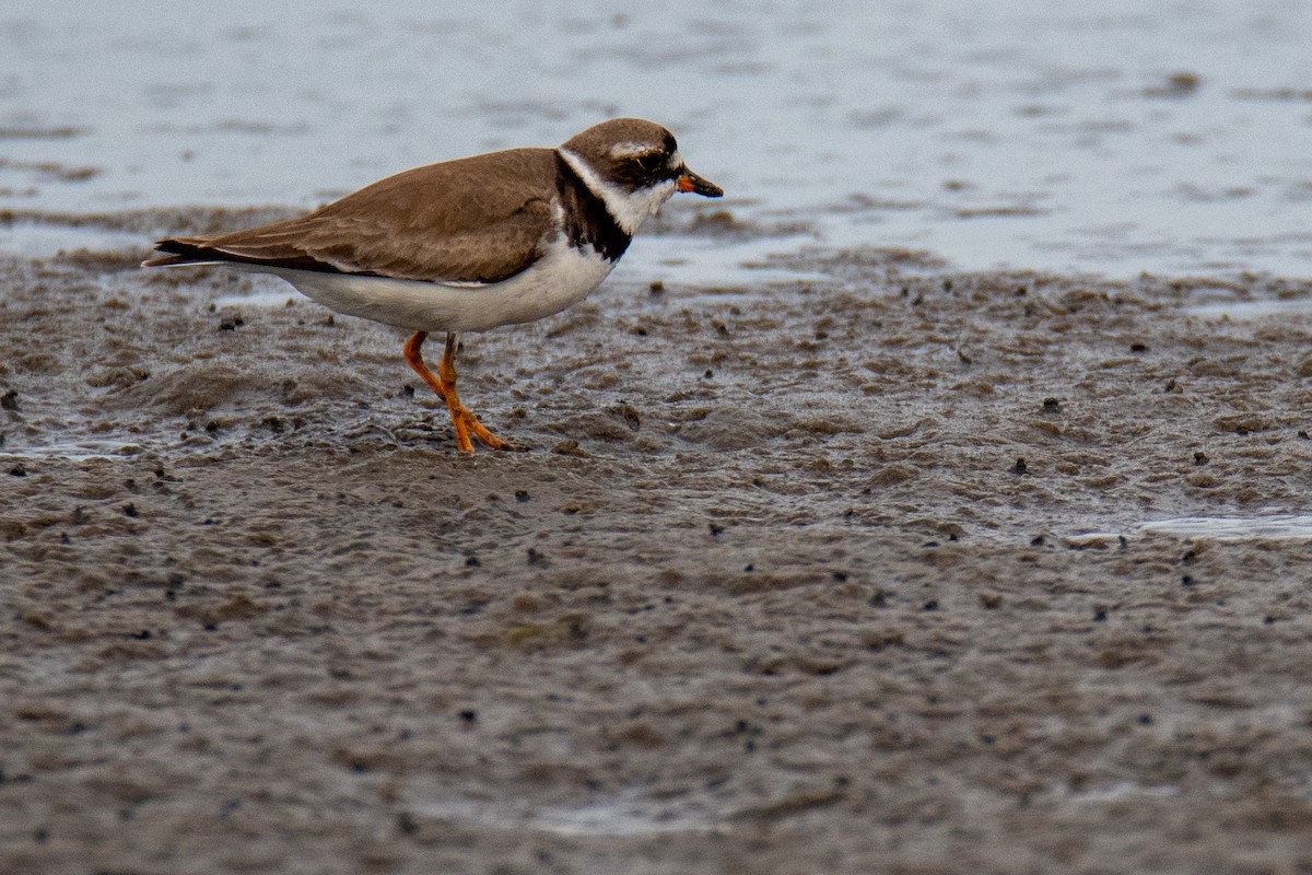 Semipalmated Plover - ML359463151