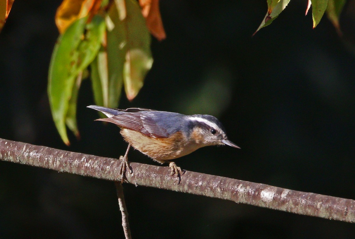 Red-breasted Nuthatch - Gene Ricks