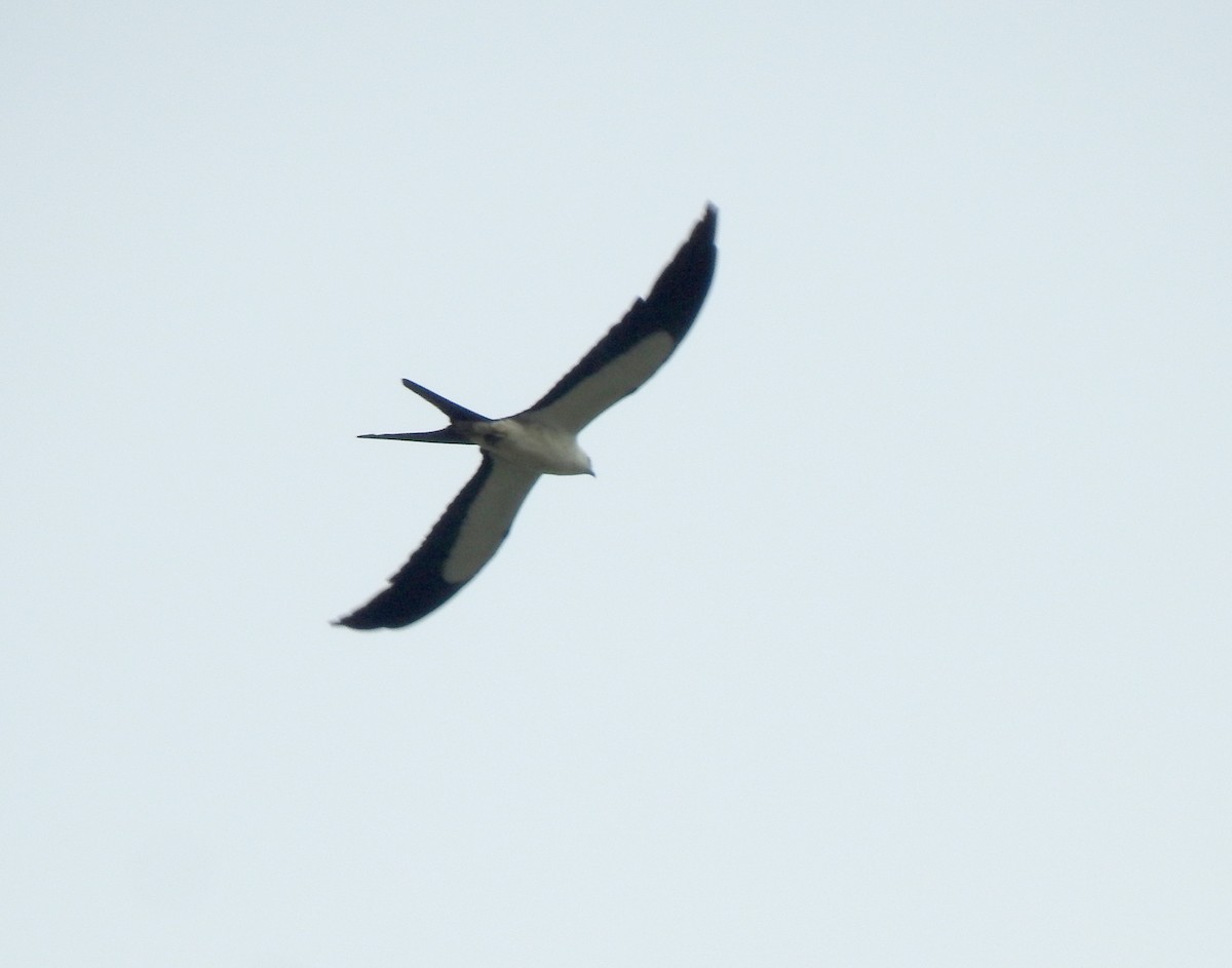 Swallow-tailed Kite - Daniel Lane