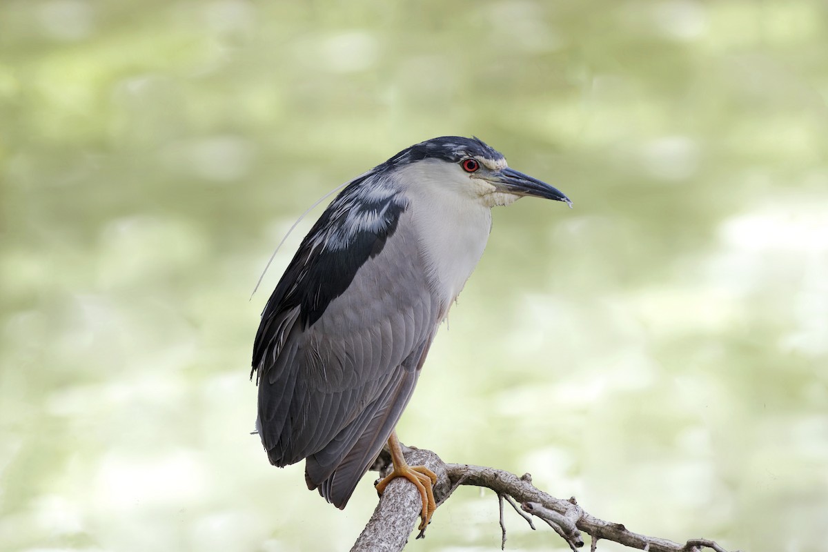 Black-crowned Night Heron - ML359478521