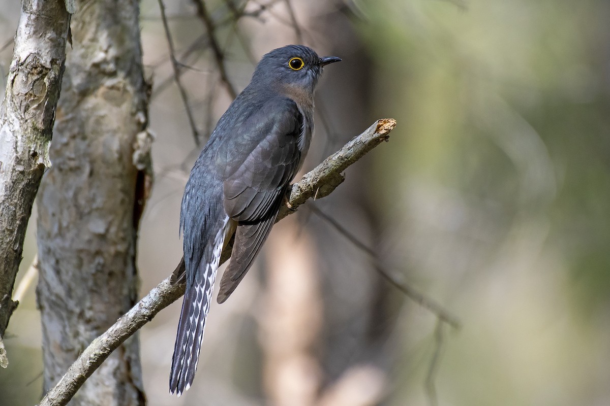 Fan-tailed Cuckoo - Stephen Murray