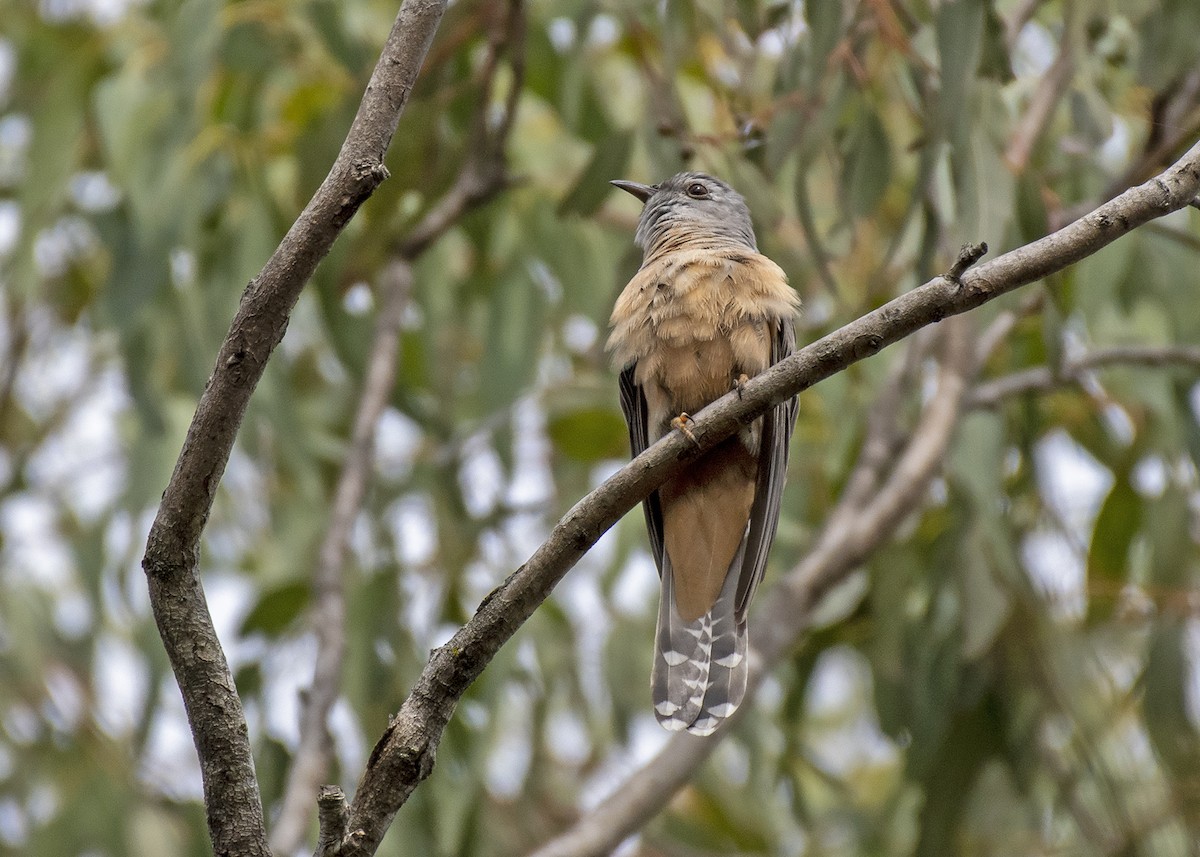 Brush Cuckoo (Australasian) - Stephen Murray