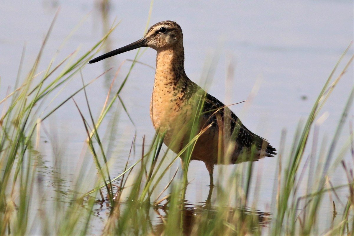 Long-billed Dowitcher - ML359480811