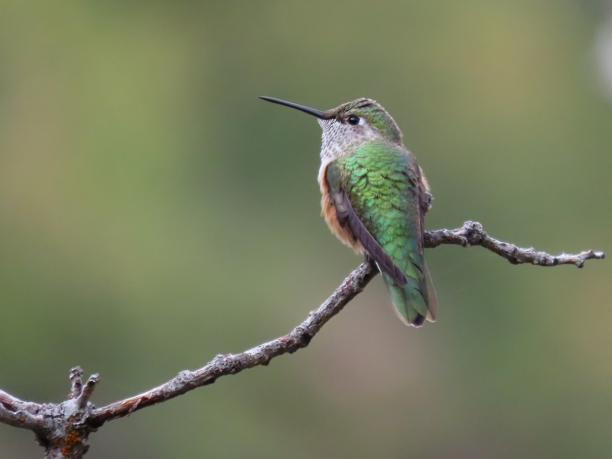 Broad-tailed Hummingbird - Brian Willson