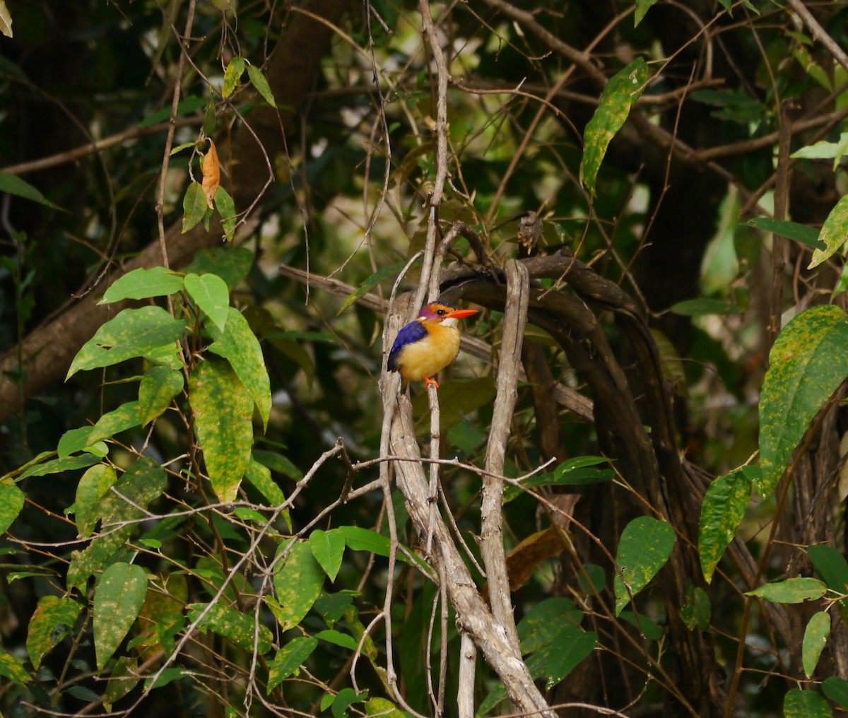 African Pygmy Kingfisher - Uwe Stehrenberg