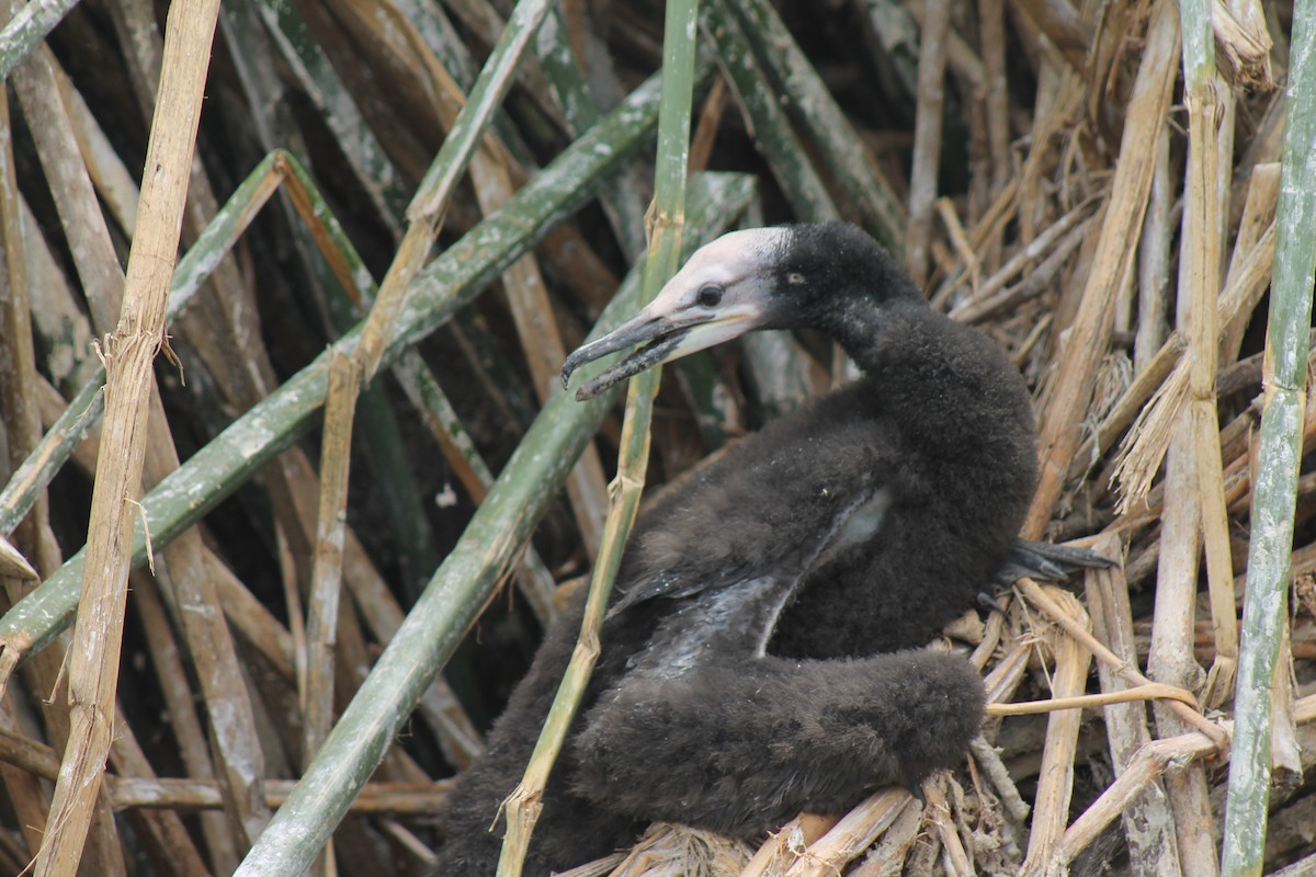 ML359489181 - Neotropic Cormorant - Macaulay Library