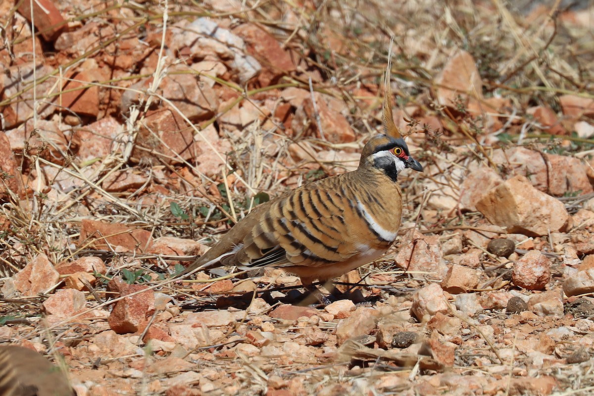 Spinifex Pigeon - ML359492861