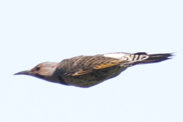 Northern Flicker (Yellow-shafted) - ML35949301