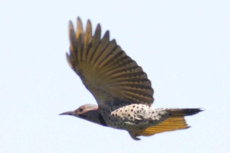 Northern Flicker (Yellow-shafted) - David Brown