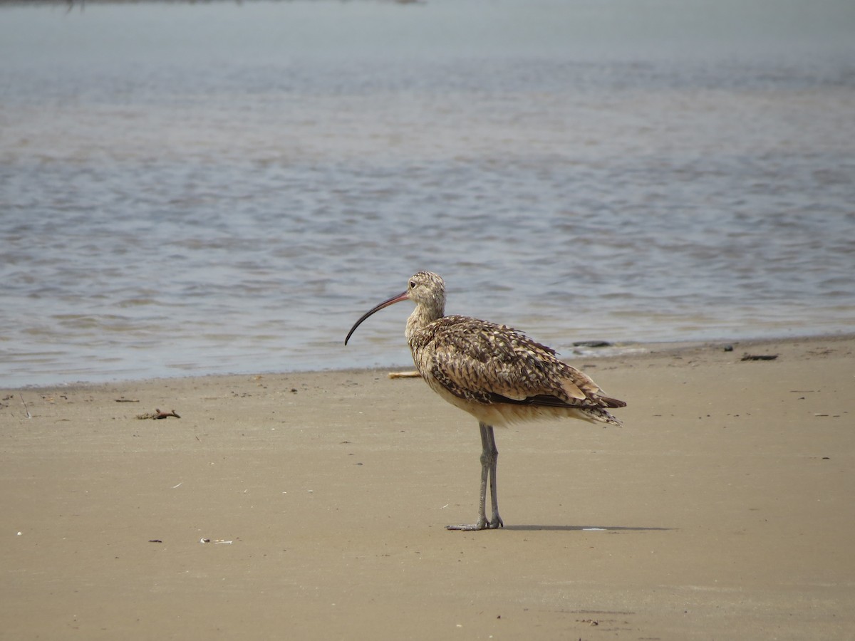 Long-billed Curlew - ML359496521