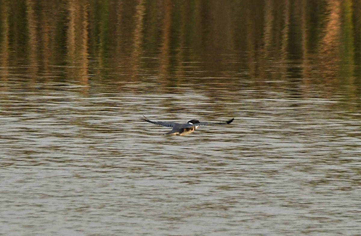 Belted Kingfisher - ML359504491