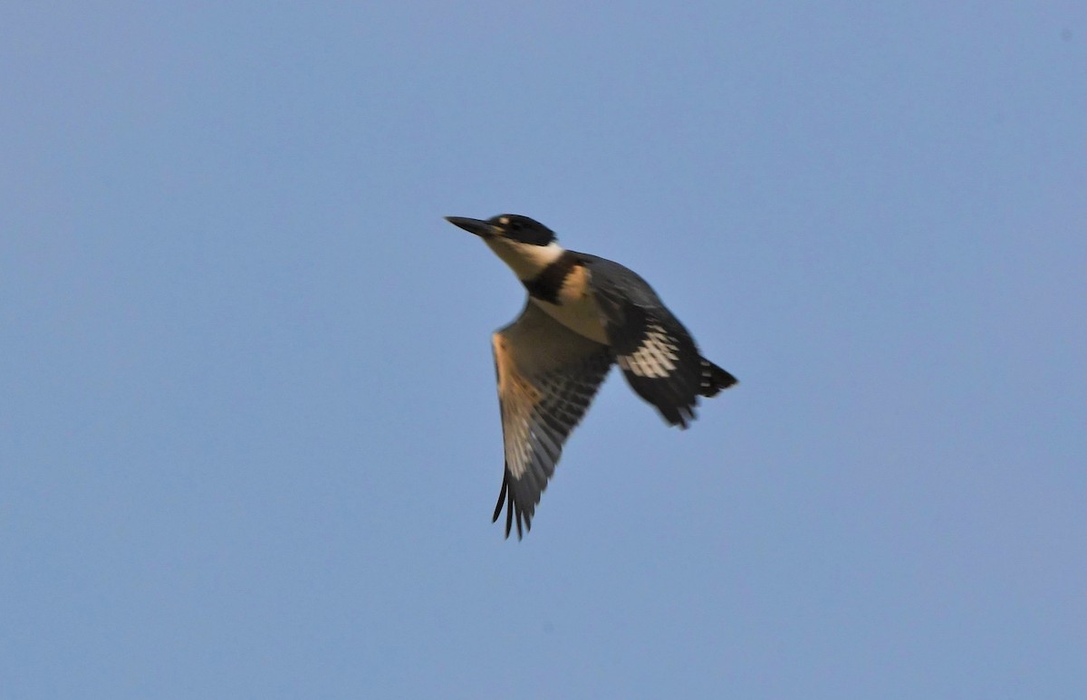 Belted Kingfisher - ML359505601