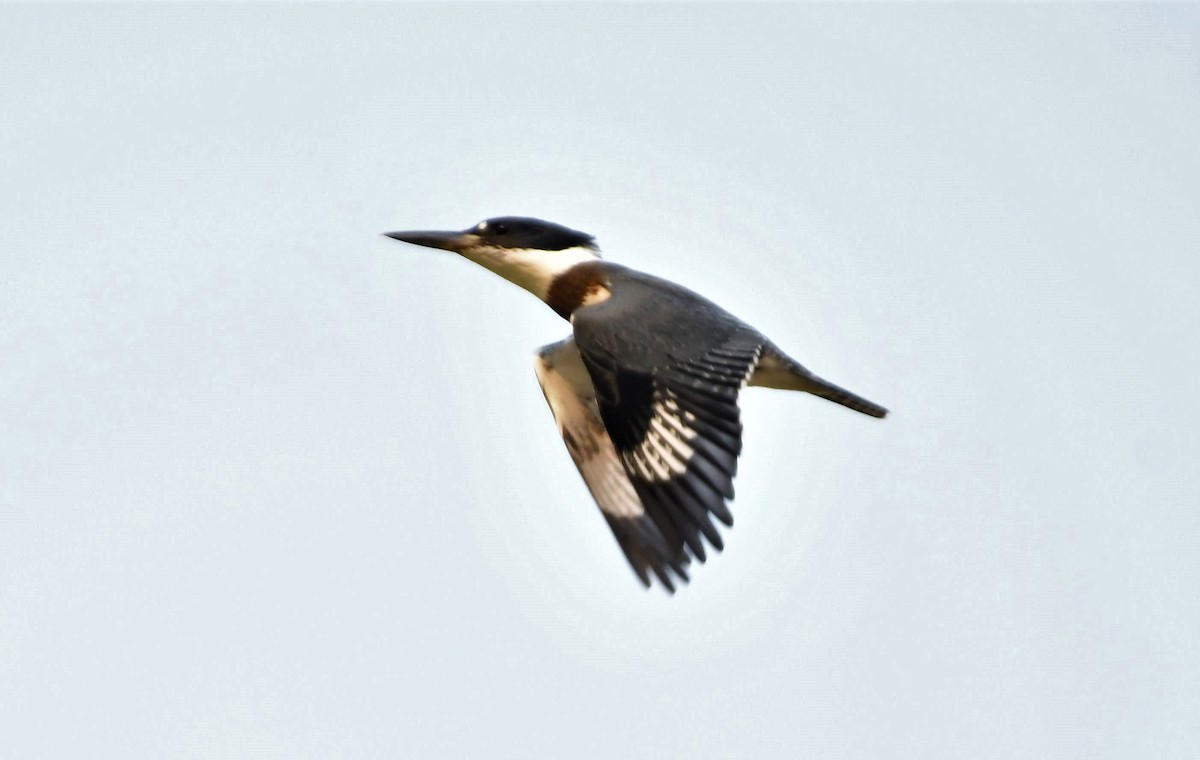 Belted Kingfisher - John Dreves