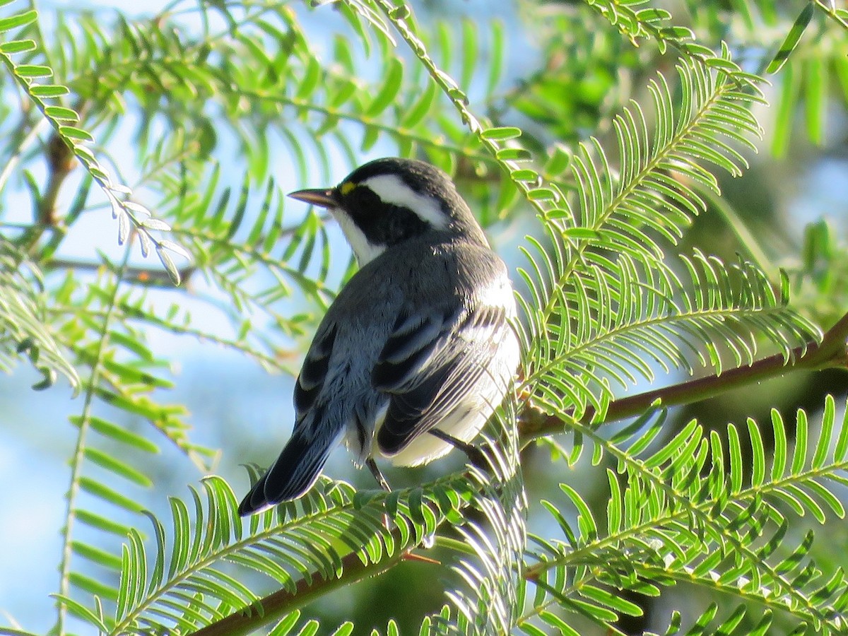 Black-throated Gray Warbler - Don Witter