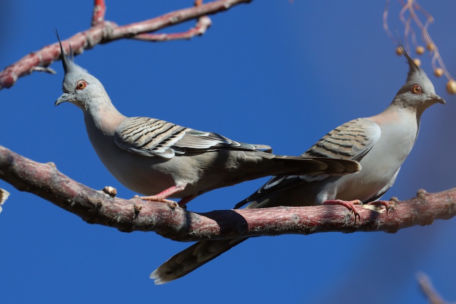Crested Pigeon - ML359509751