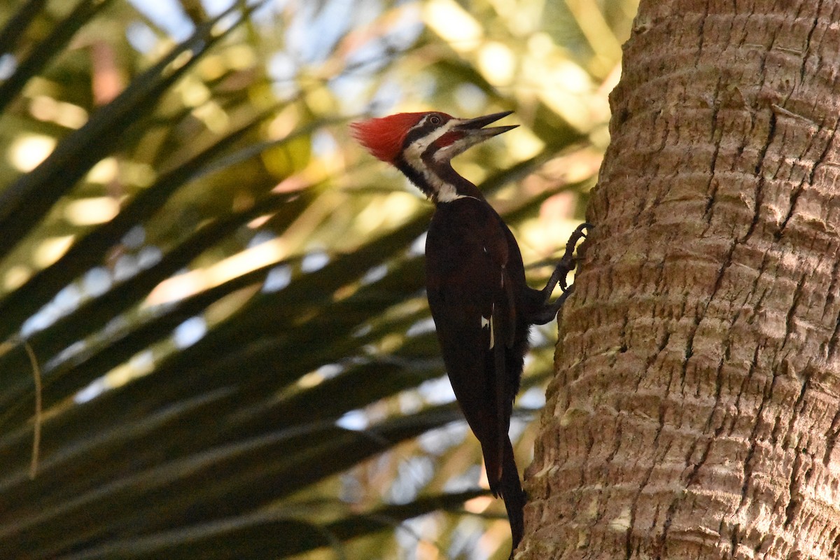 Pileated Woodpecker - ML359527651