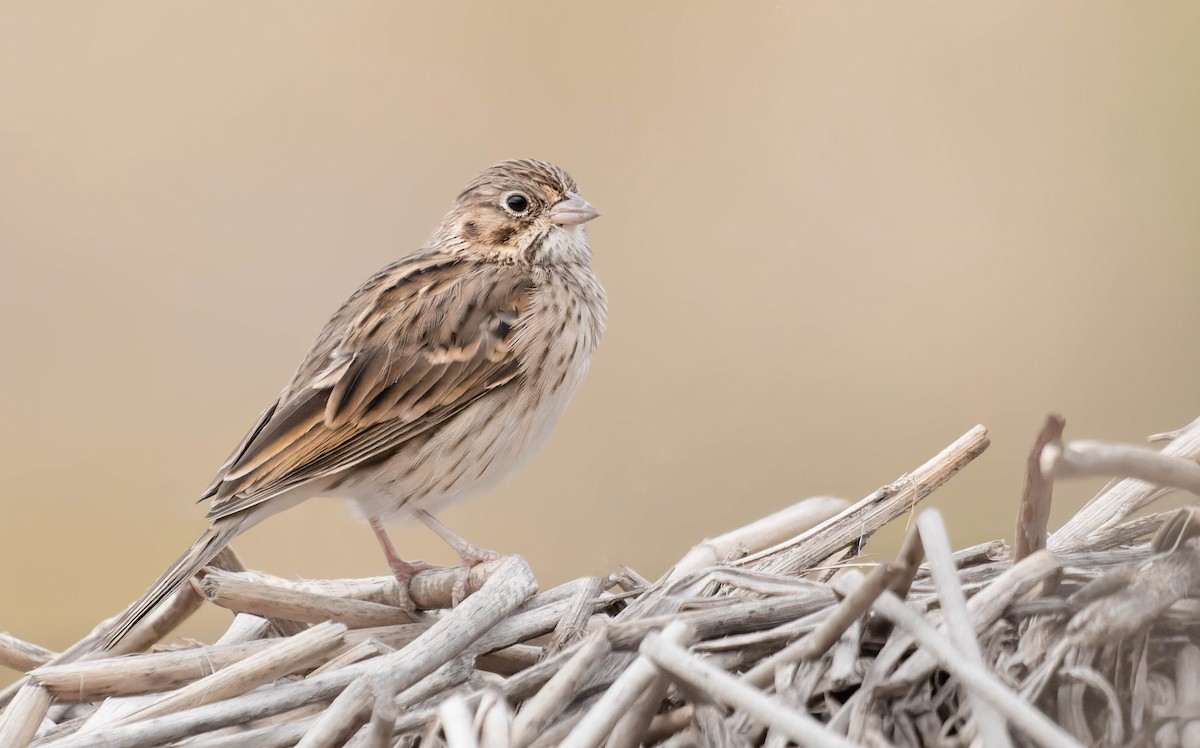 Vesper Sparrow - Zebedee Muller