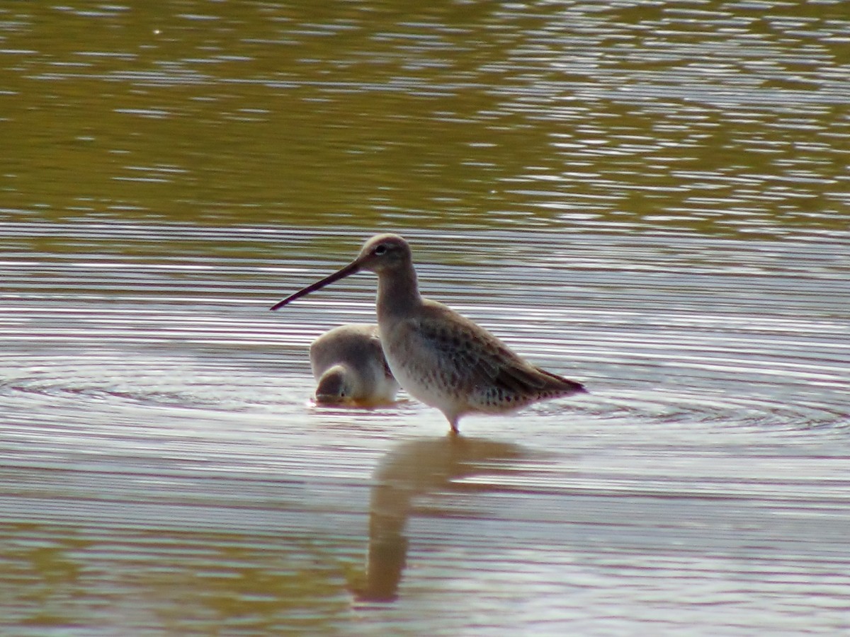Long-billed Dowitcher - ML35953231