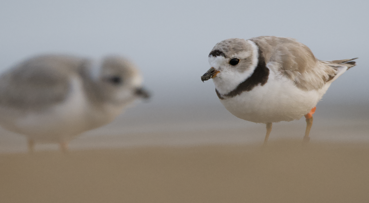 Piping Plover - ML359533821