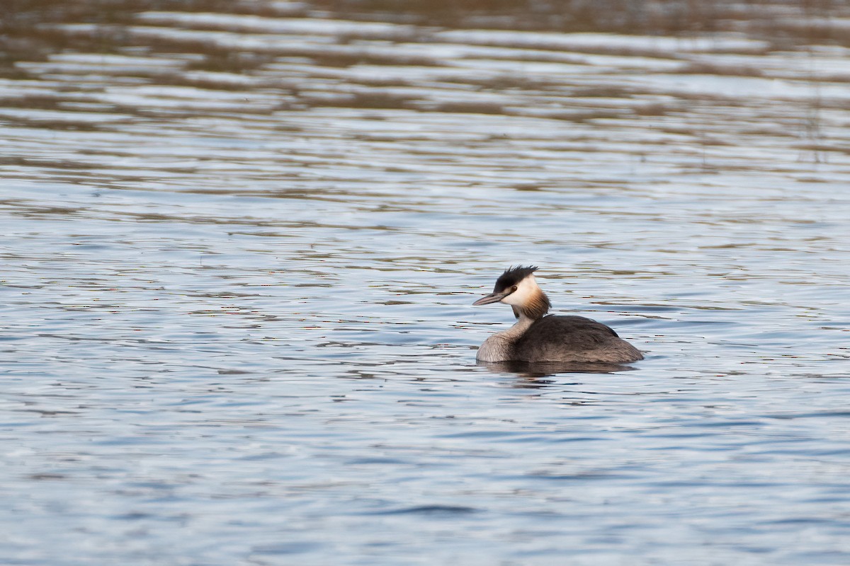 Great Crested Grebe - ML359538141
