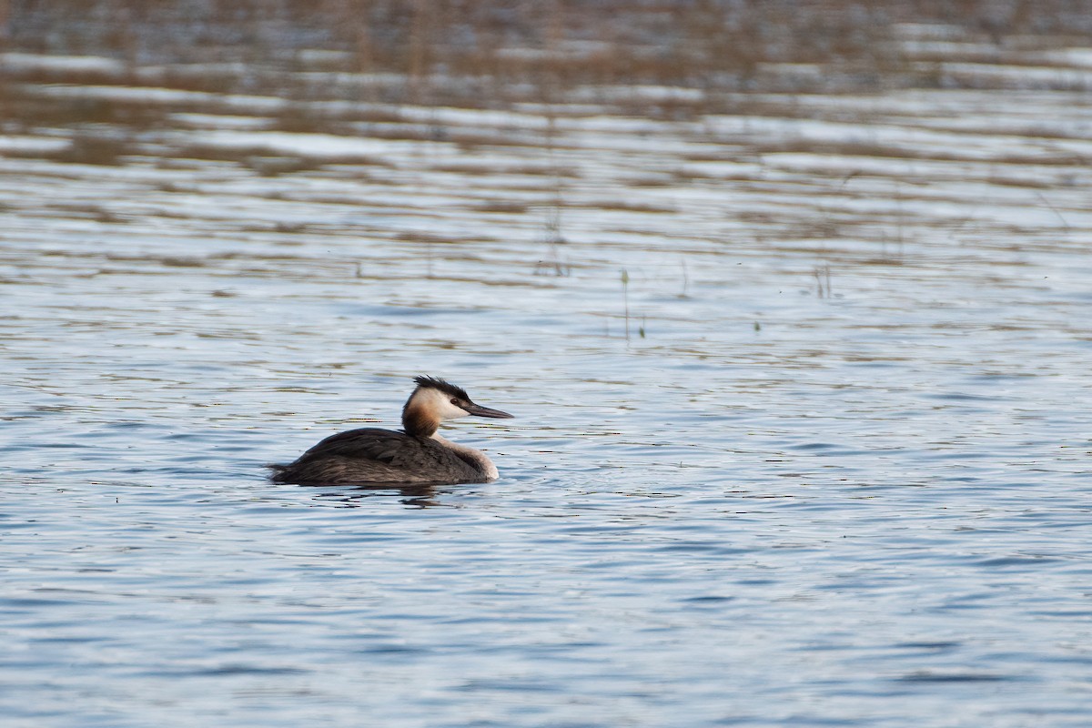 Great Crested Grebe - ML359538151