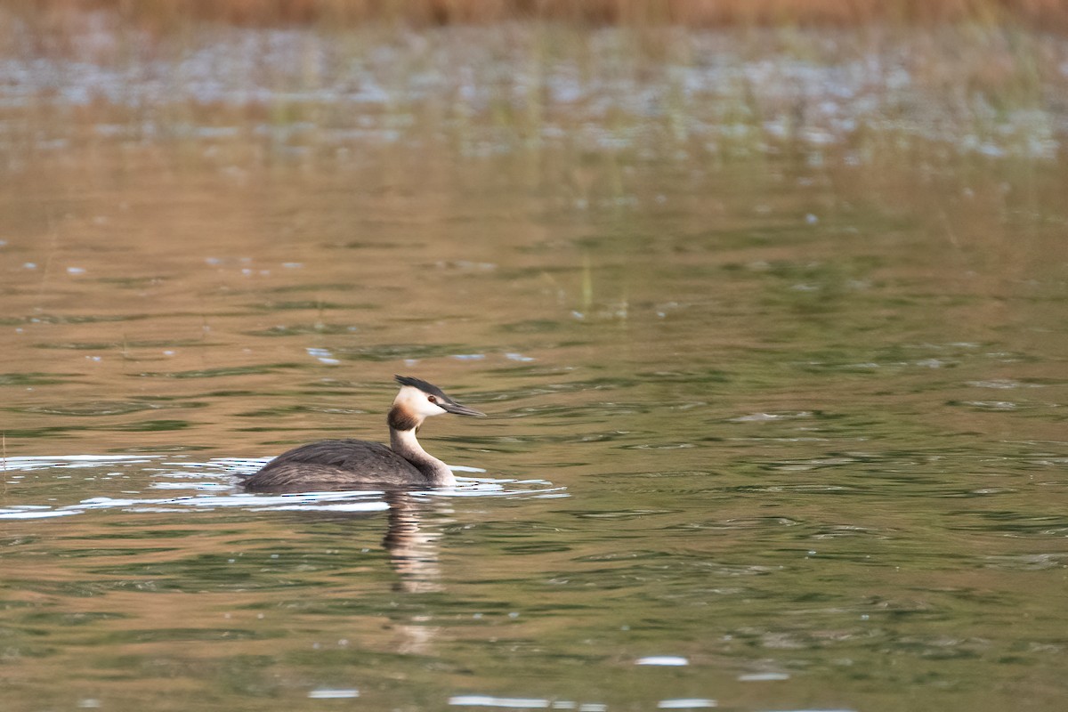 Great Crested Grebe - ML359538161