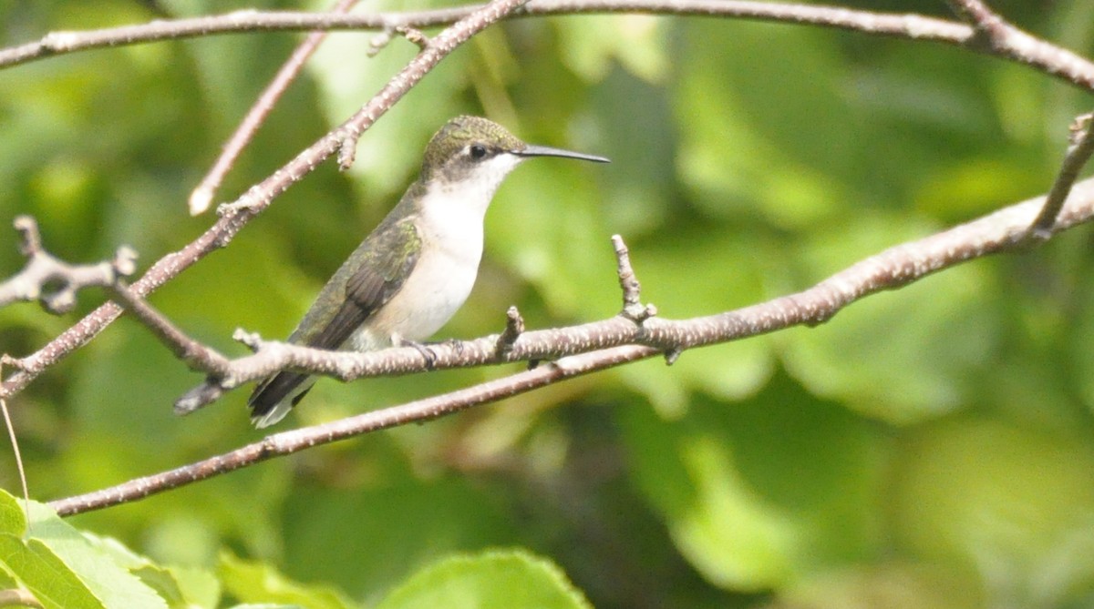 Ruby-throated Hummingbird - ML359538251