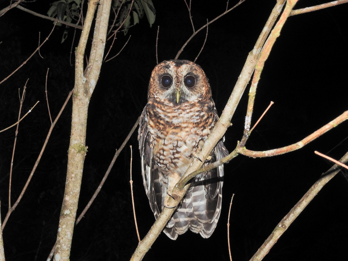 Rufous-banded Owl - ML359543761