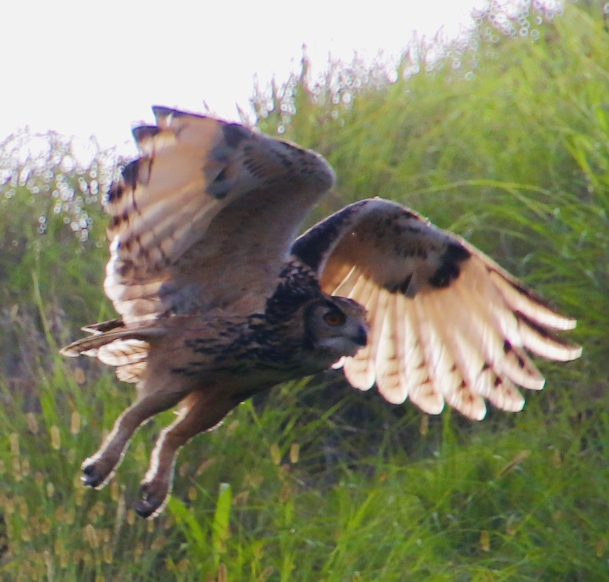 Rock Eagle-Owl - Praveen Chavan