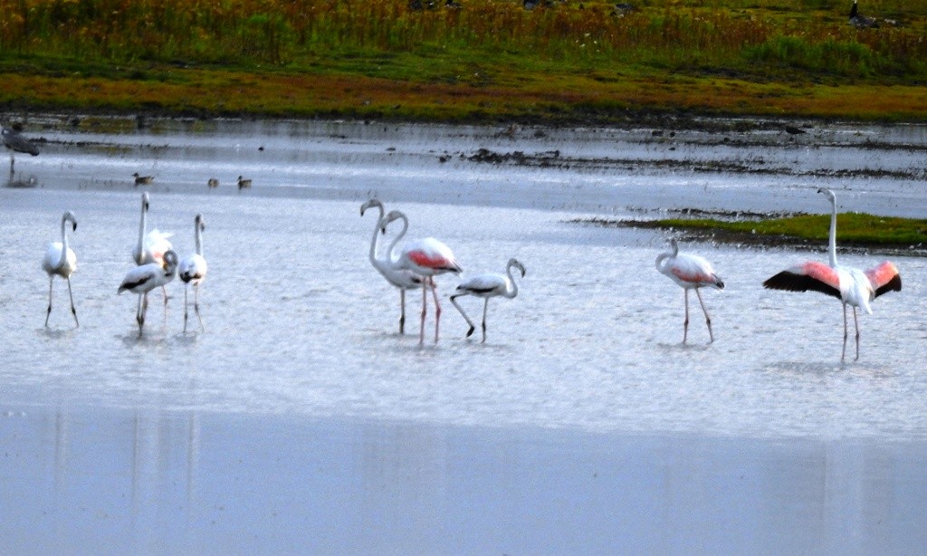 Greater Flamingo - Jan Meerman