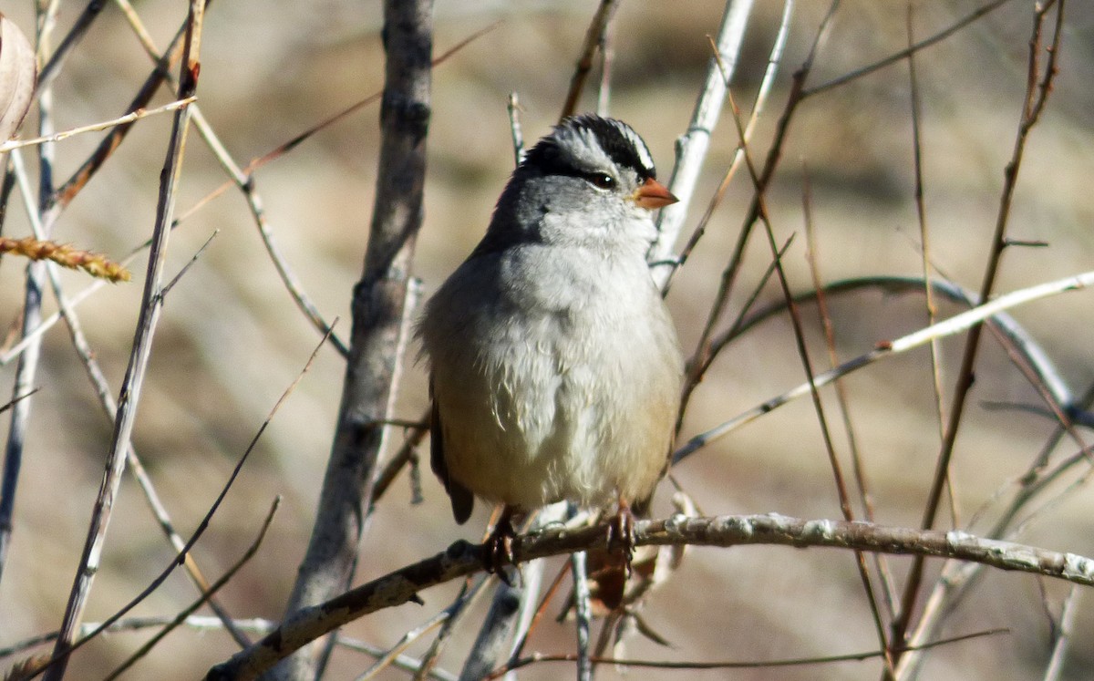 White-crowned Sparrow - ML35955151