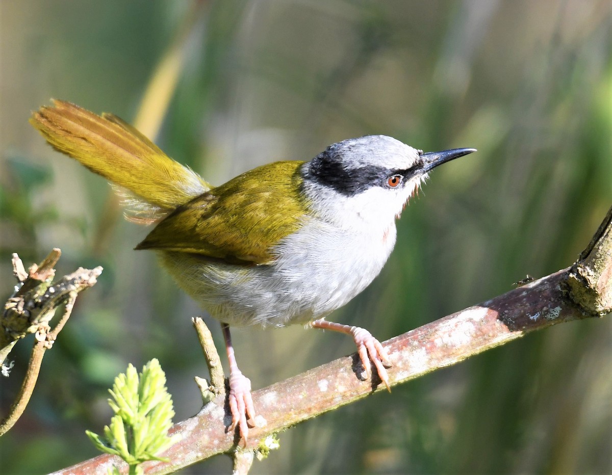 Gray-capped Warbler - ML359555041