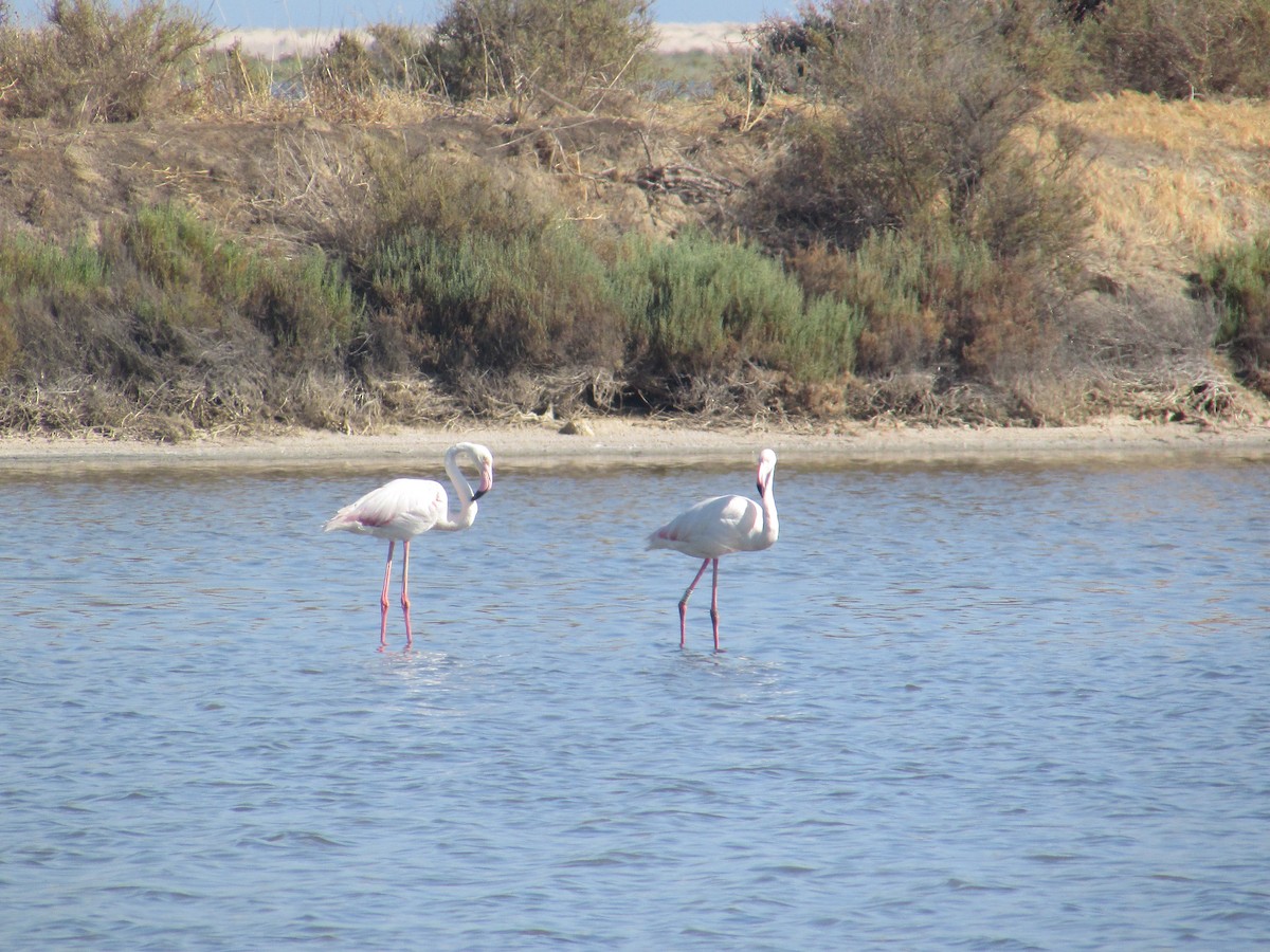Greater Flamingo - ML359556491