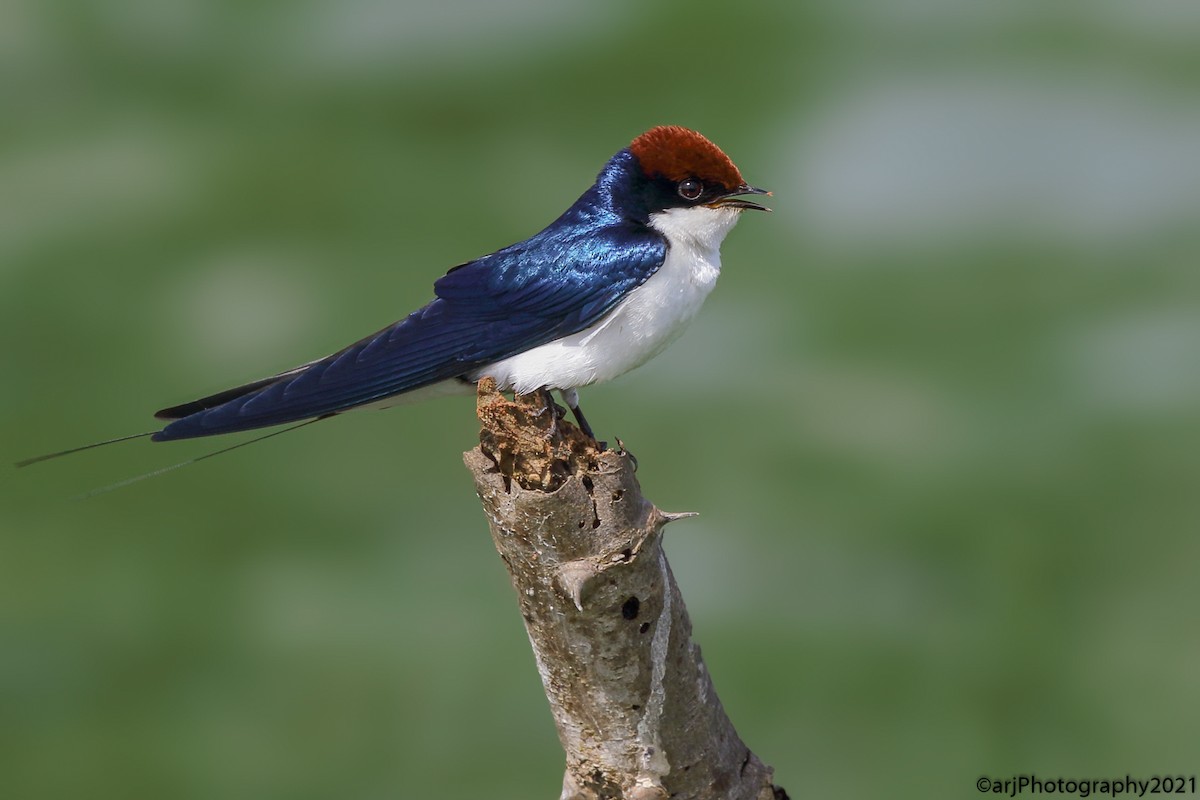 Wire-tailed Swallow - ML359558501