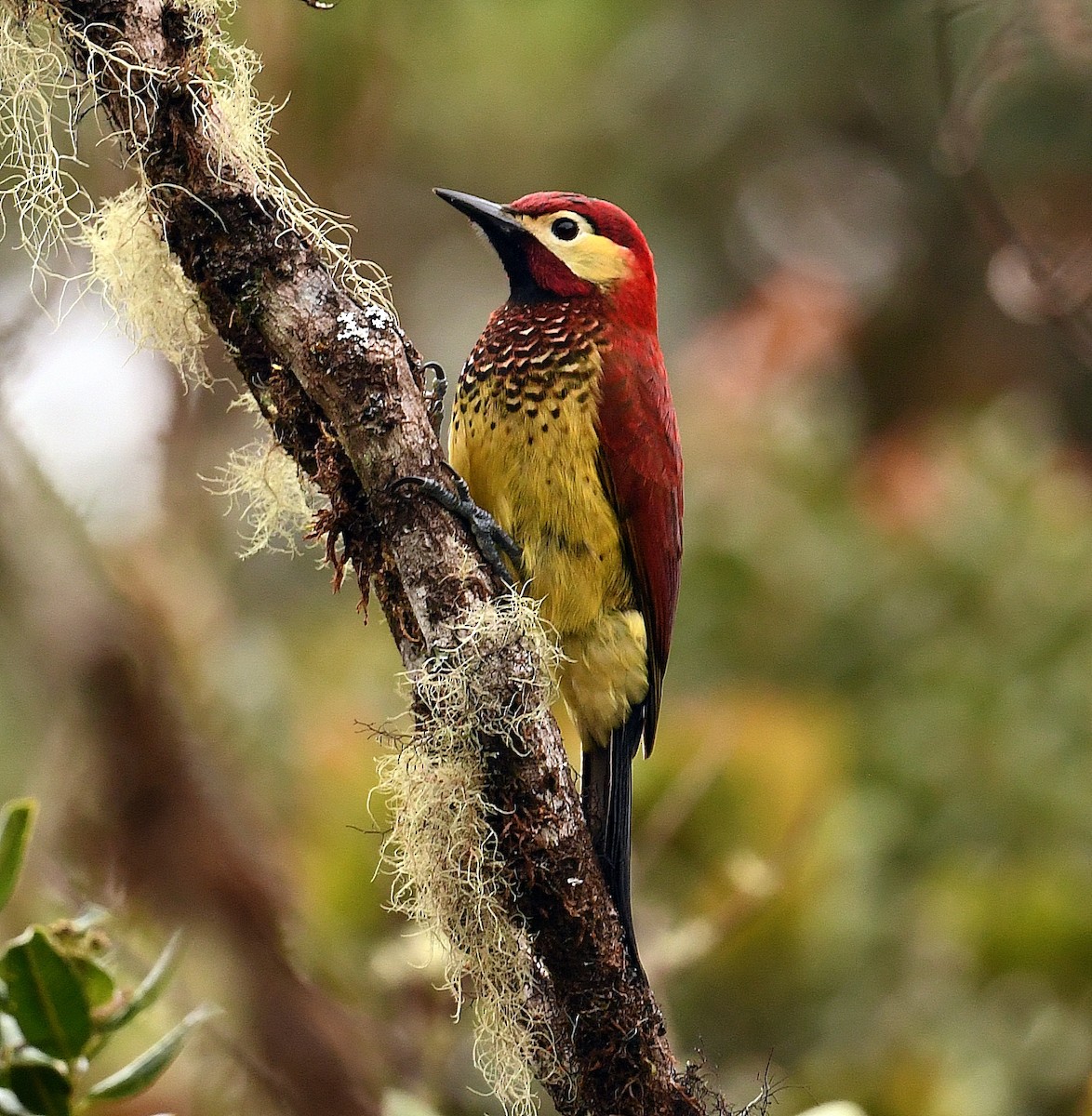 Crimson-mantled Woodpecker - ML359562781