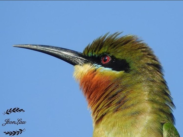 Blue-tailed Bee-eater - ML359563091
