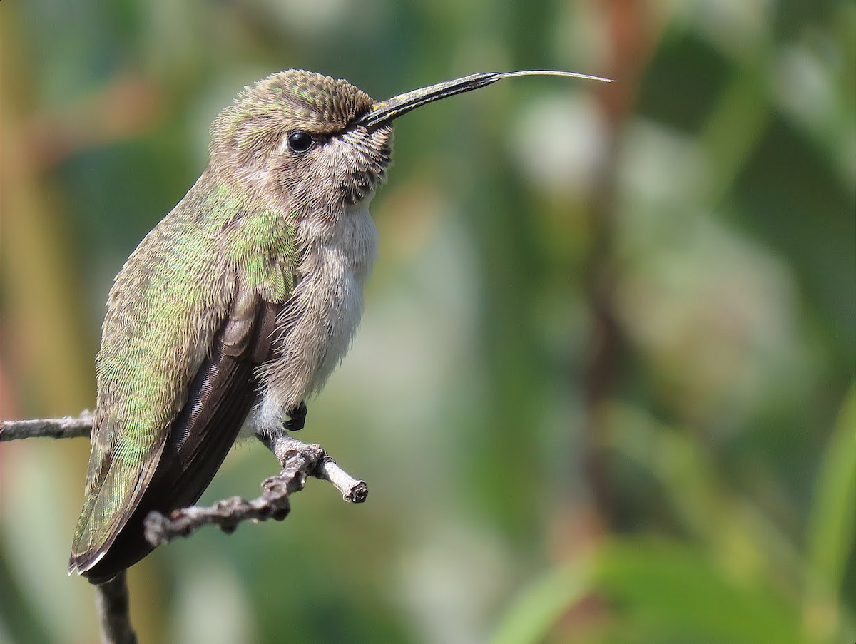 Costa's Hummingbird - ML359563141